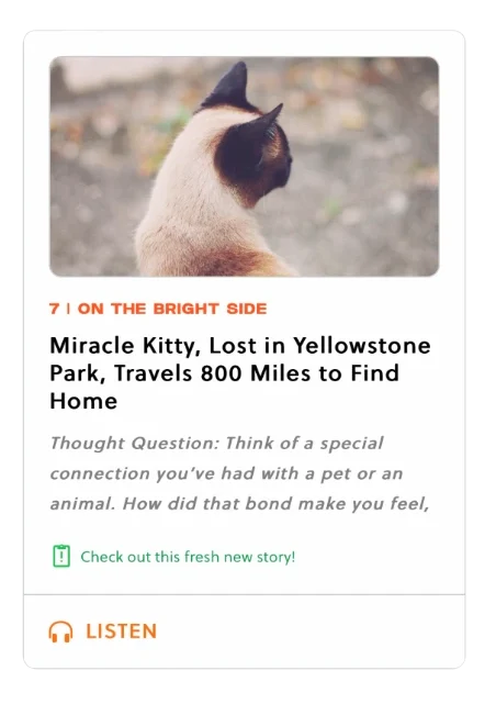 MiracleKitty o.webp